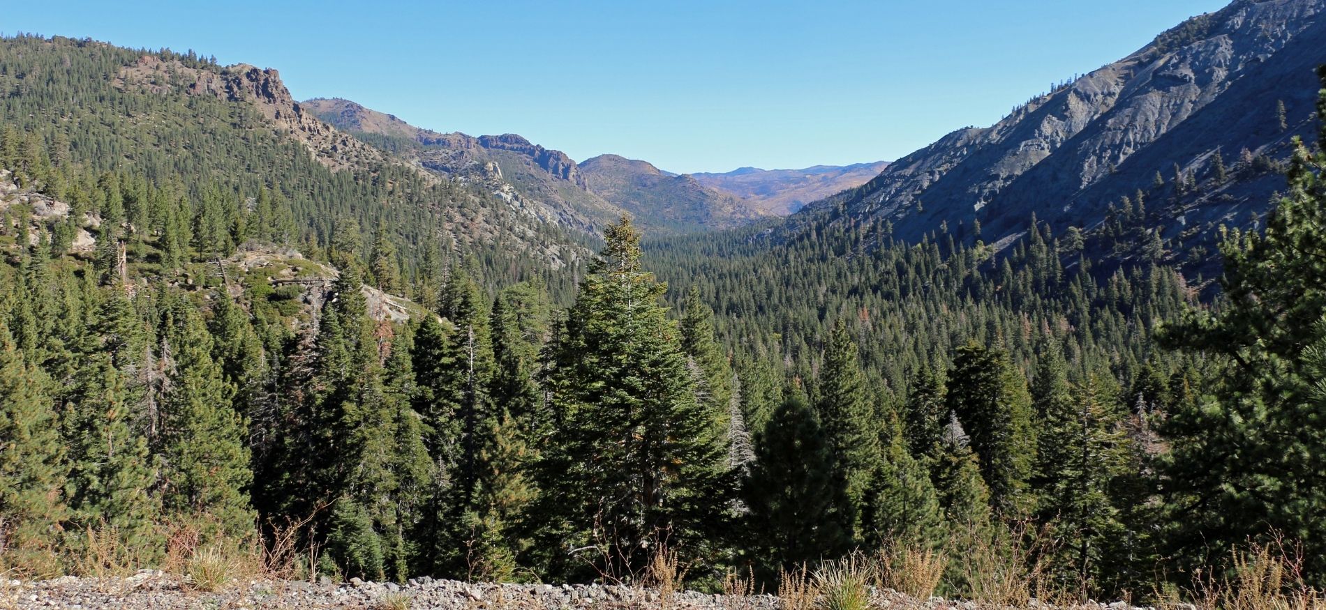 a view down a valley in stanislaus national forest with pine trees on a sunny day