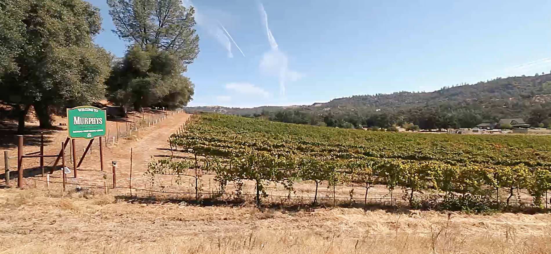 View of green vineyard surrounded by brown dirt and dried grass, green trees and blue skies